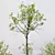 Spring Acer Tree Collection 3D 3D model small image 5