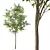 European Ash Tree Premium 3D Model 3D model small image 3