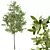 European Ash Tree Premium 3D Model 3D model small image 4