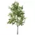 European Ash Tree Premium 3D Model 3D model small image 5