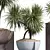 3D Yucca HousePlant Set 3D model small image 2