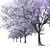 Jacaranda Mimosifolia 3D Tree Model 3D model small image 2