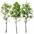  Fagus Sylvatica 3D Trees 3D model small image 1