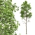  Fagus Sylvatica 3D Trees 3D model small image 2