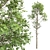  Fagus Sylvatica 3D Trees 3D model small image 3