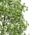  Fagus Sylvatica 3D Trees 3D model small image 5