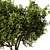 Elegant Olive Tree Set22 Model 3D model small image 3