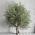 Vintage Olive Tree Ensemble 3D model small image 1