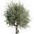 Vintage Olive Tree Ensemble 3D model small image 2