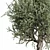 Vintage Olive Tree Ensemble 3D model small image 3