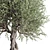 Vintage Olive Tree Ensemble 3D model small image 4