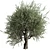 Vintage Olive Tree Ensemble 3D model small image 6