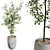 Gorgeous Mini Olive Tree Models 3D model small image 3