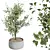 Gorgeous Mini Olive Tree Models 3D model small image 4