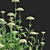 White Flowering Achillea collection 3D model small image 6