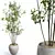 Silvery Olive Tree Houseplants 3D model small image 2