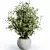 Silvery Olive Tree Houseplants 3D model small image 4