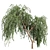 Eucalyptus Caesia Tree Model 3D model small image 2