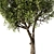  Modern Olive Tree Vray 3D 3D model small image 3