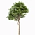 Archived Gray Alder & Pollard Willow 3D model small image 3