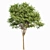 Archived Gray Alder & Pollard Willow 3D model small image 5