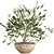 Stylish Potted Olive Houseplant 3D model small image 1