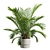 Exotic Sago Palm Ornamental Plant 3D model small image 4