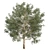 Premium Eucalyptus Grandis Tree Model 3D model small image 2