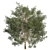 Premium Eucalyptus Grandis Tree Model 3D model small image 3