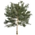 Premium Eucalyptus Grandis Tree Model 3D model small image 4