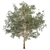 Premium Eucalyptus Grandis Tree Model 3D model small image 5