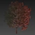 Premium Eucalyptus Grandis Tree Model 3D model small image 7