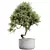 Premium Olive Tree Set: 3D Models 3D model small image 2