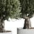 Corona-Ready Olive Plant Set 3D model small image 4