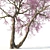 Cherry Blossom Tree Coll. 3D model small image 3