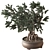 Zen Bonsai Indoor Plant Set 3D model small image 2