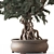 Zen Bonsai Indoor Plant Set 3D model small image 5