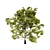 Detailed Plane Tree 3D Model 3D model small image 4