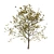 Detailed Plane Tree 3D Model 3D model small image 6