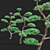 Elegant Juniperus niwaki Tree 3D model small image 4