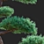 Elegant Juniperus niwaki Tree 3D model small image 5